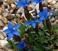 Nice little mid blue flowers